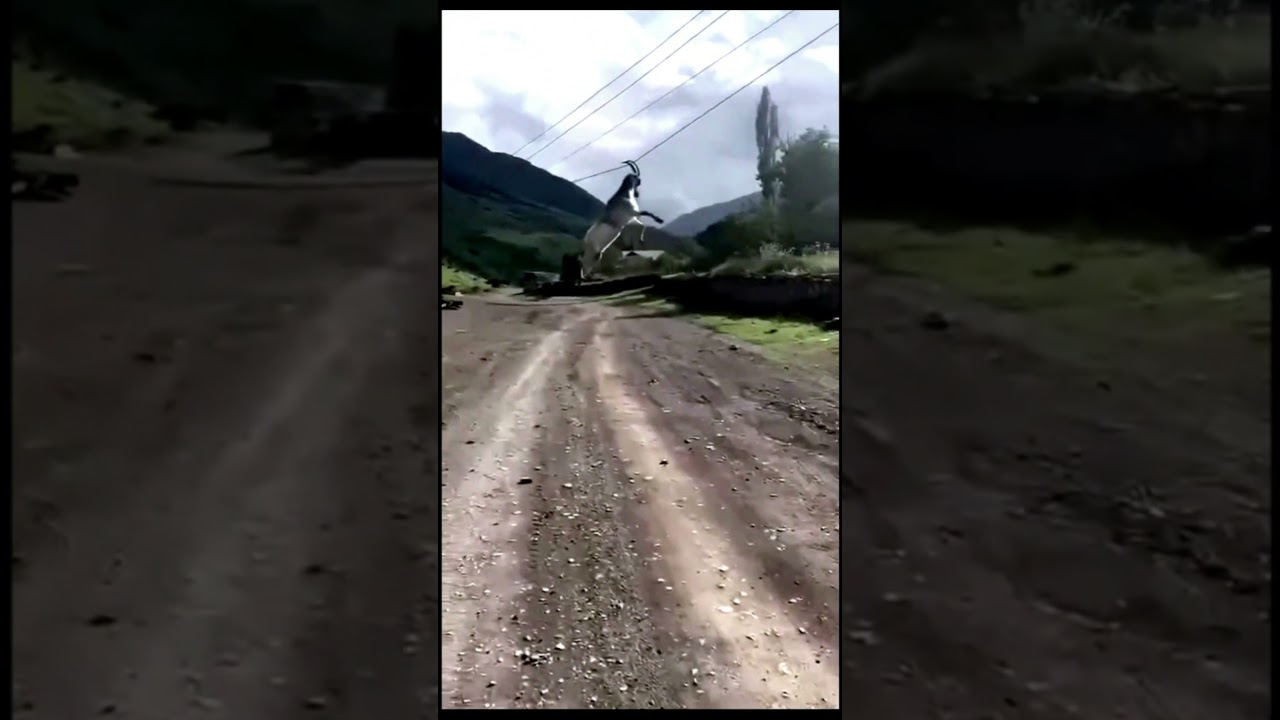 Fail  Goat on charge  Electric goat  