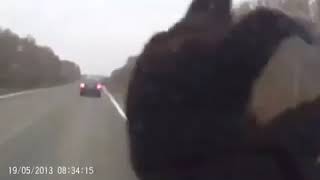 Смешно Медведь Обосрал Машину