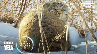 Meet Eurasia's Cutest Hunter - The Pallas's Cat | Frozen Planet II | BBC America
