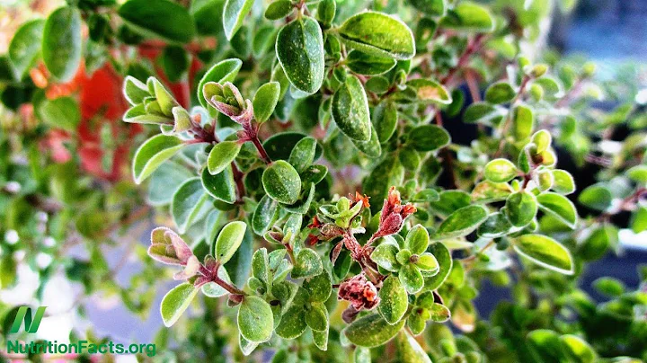 Benefits of Marjoram for Polycystic Ovary Syndrome...