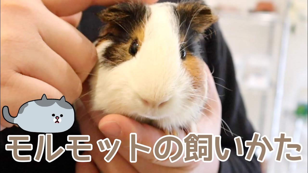 モルモットの飼い方 Youtube