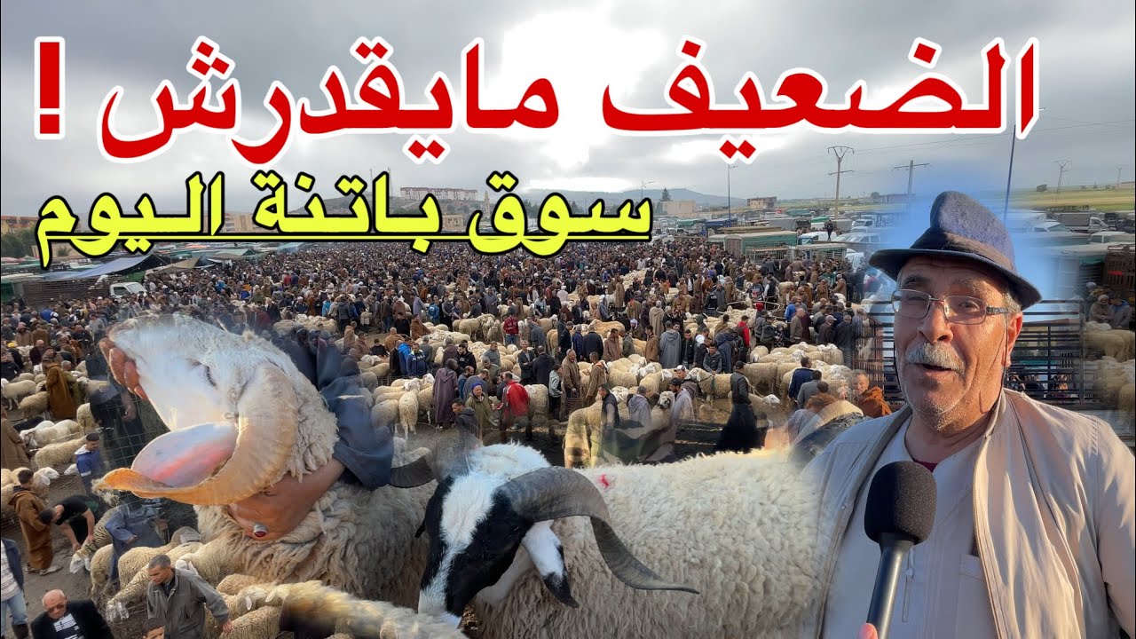 سوق شمرة لولاية باتنة يصاب بركود اليوم / العيد ڤرب و العياد ناقص و البيع ثقيل ساوموه 9ملاين وماباعش