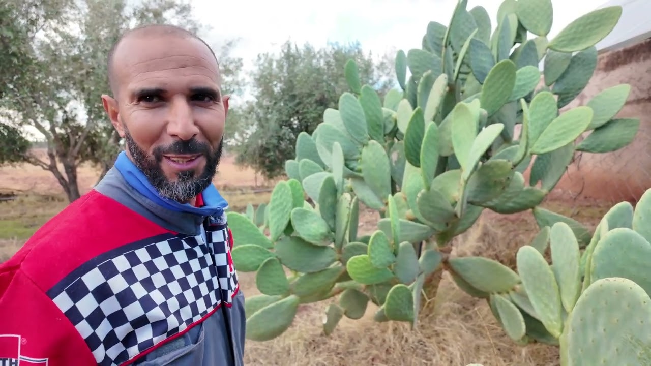 مفاجأة فلاحية صادمة: شجرة الأرݣان تثمر بنجاح كبير بضواحي العطاوية