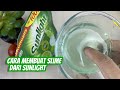 Cara Membuat Slime Dari Sunlight