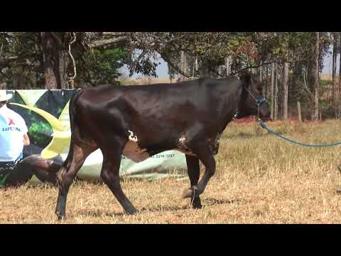 LOTE 38 MARIA BONITA MONTROSS FIV DA XAPETUBA