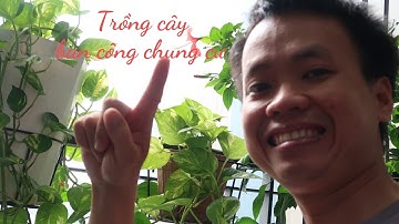 Tự Tay Trồng Cây Ở Ban Công Chung Cư – Chill, Đẹp, Và Rất Rẻ!