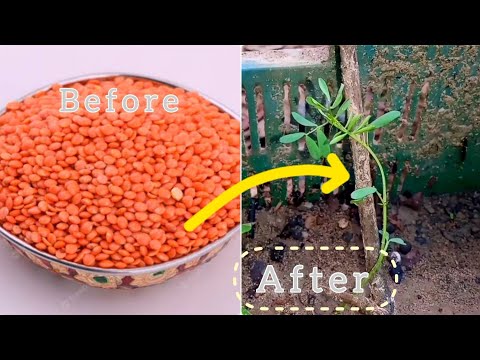 Видео: Сэвэг зарам ургамлын арчилгаа - Цэцэрлэгт сэвэг зарам хэрхэн ургуулах вэ
