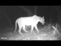 Lioness with cubs investigating camera trap