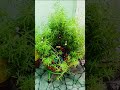 Beautiful Portulaca topiary for garden 🪴