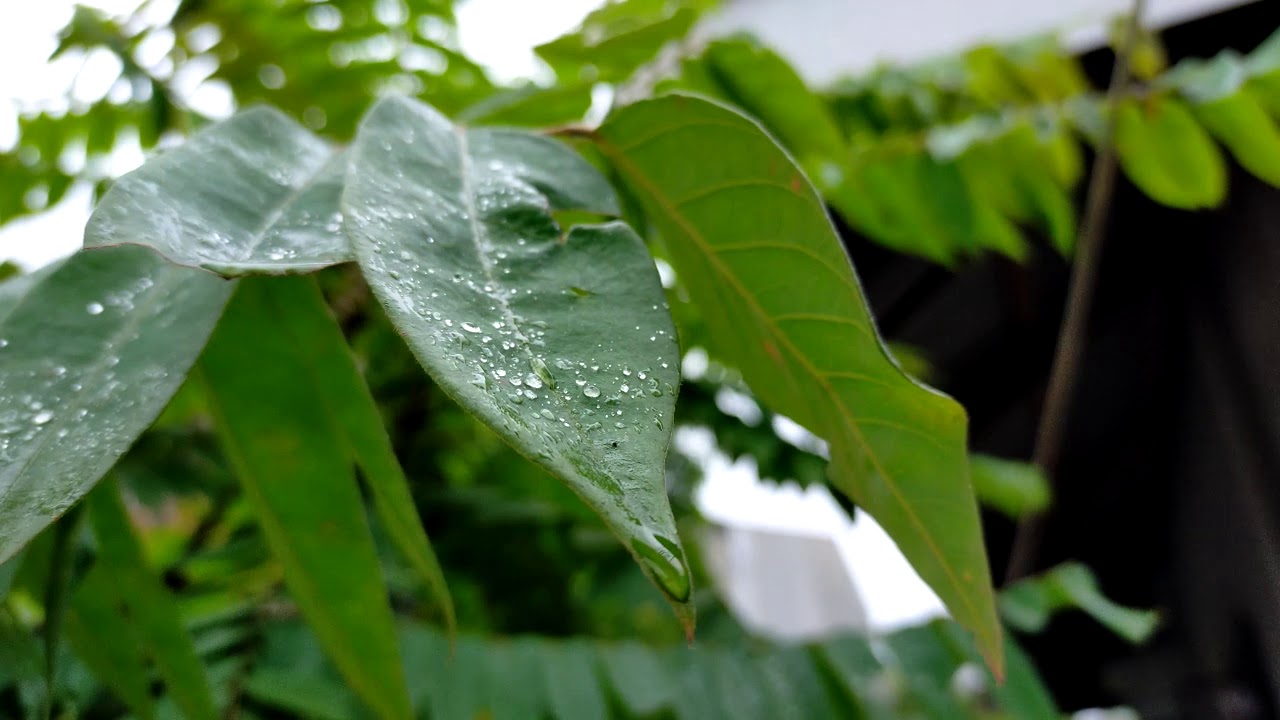 QUARANTINE CINEMATIC SHORT FILM