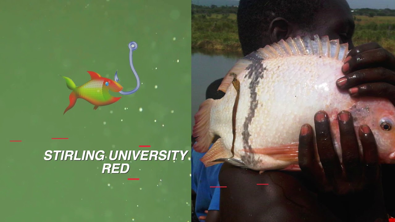 Tilapia for Sale in Jamaica Jus' Caught YouTube