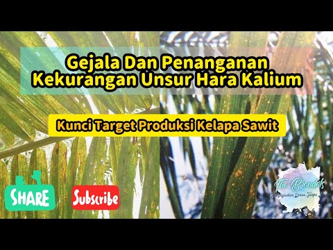 Video: Kalium: Sumber, Kekurangan, Overdosis, Pengobatan & Lainnya