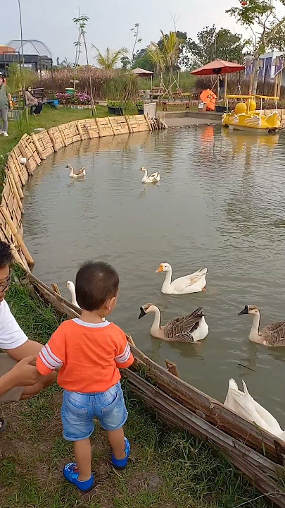 Memberi makan Angsa dan Bebek bersama Oboy di pinggir danau #swan #bebek #duck #angsa