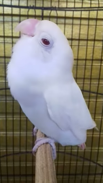 lovebird albino mata merah ngekek gacor
