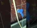 New idea 💡-54 wait for the end 😊#mosquito coil hack #trending short