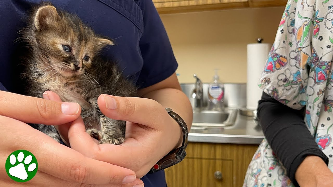 Brave little kitten survives being squeezed by toddler YouTube