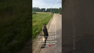 Наш ♥️ #немецкаяовчарка #спасенноеживотное #собакадругчеловека #любовьвсейжизни #зоопсихолог