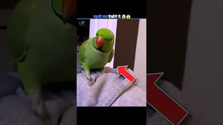 How Do Parrots Talk Like Humans 😱 #shorts #parrots