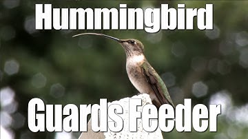 Hummingbird guarding feeder