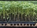 Cómo Fertilizar Cultivos de Tomate - TvAgro por Juan Gonzalo Angel