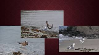 油桐花 - 黃政傑老師的藝術時間 （黃炳煌的音樂生命-臺灣鄉土音樂教材網站）