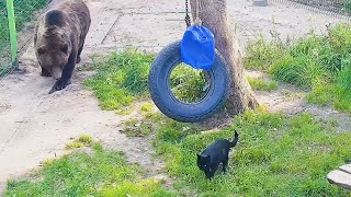 Мансур завел кота-мышелова🐻🐱/Bear Mansur