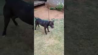 Pitbul Apbt Fighter Female Available Tony Apbt Daughter Rahul - 919818787987