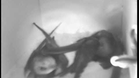 27-06-2010, First time two Swifts in the box, part 1.mpg