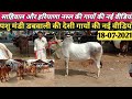 साहिवाल गायों की वीडियो देसी नस्ल की / new video 18-07-2021 / sahiwal cows mandi dabwali