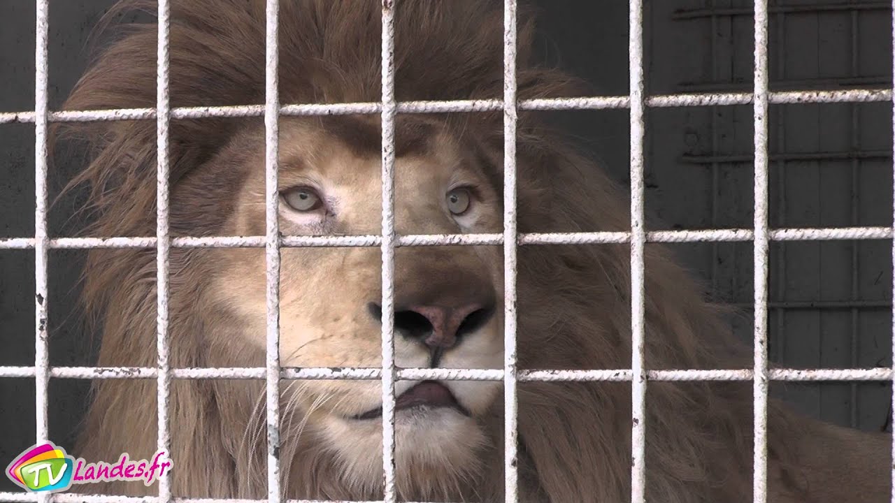 Le Cirque Amar à Hagetmau 5 Février 2016