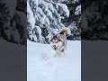 A playful husky puppy in the snow