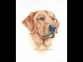 How to Paint a Realistic Retriever Dog in Watercolor