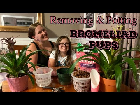 Video: Hvalpen starter fra Bromelia-planter: Tips til at plante Bromelia-hvalpe