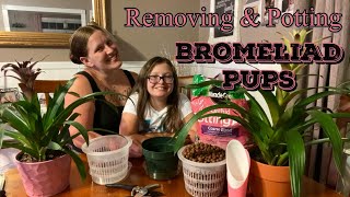 BROMELIAD PUPS! ||Remove & Pot|| Propagating Bromeliads!