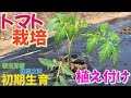 トマト栽培②　植え付け【初期生育・害虫対策＆保温対策】　2024年
