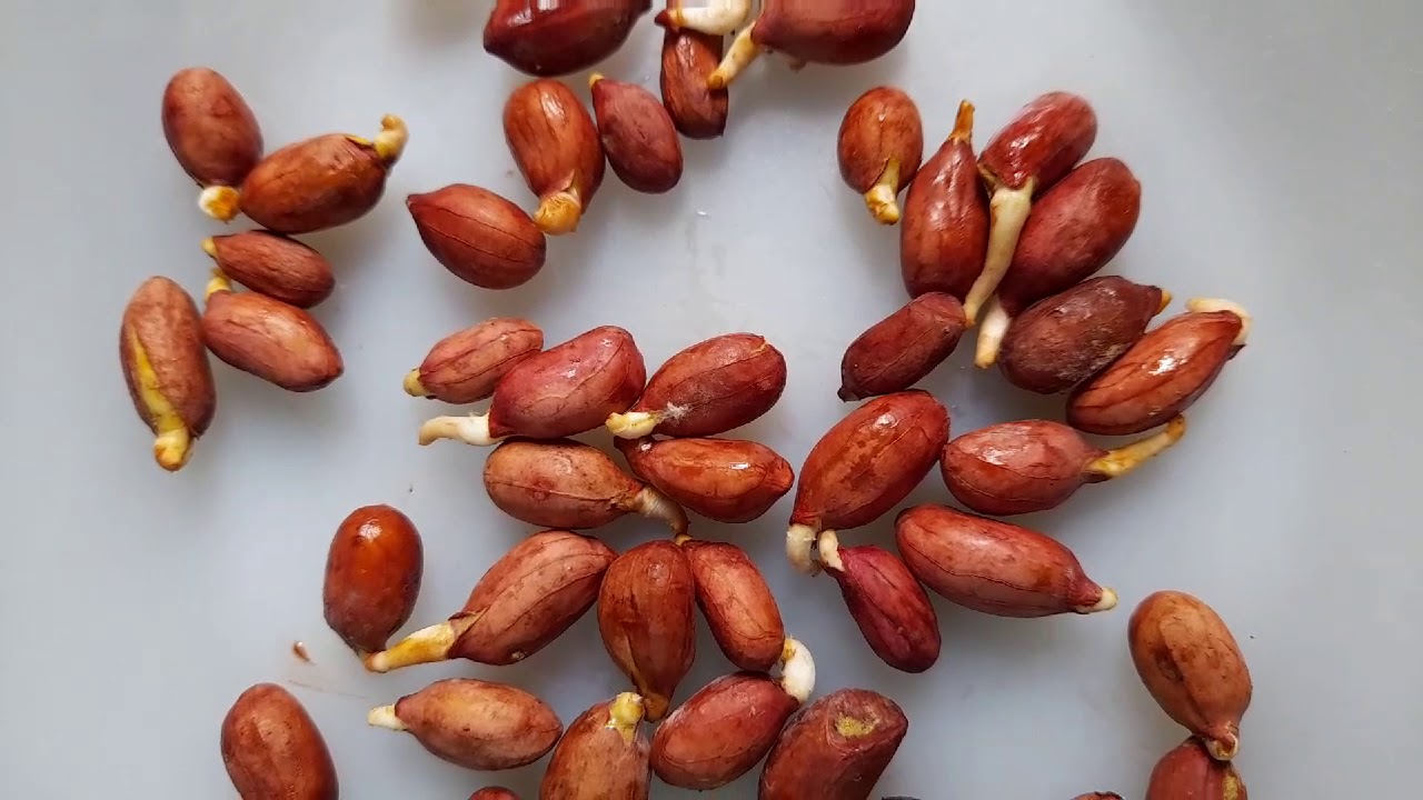 Ez GROUNDNUT Grow Guide ZERO COST 🤑Groundnut Seeds save money Grow groundnuts at home easy steps