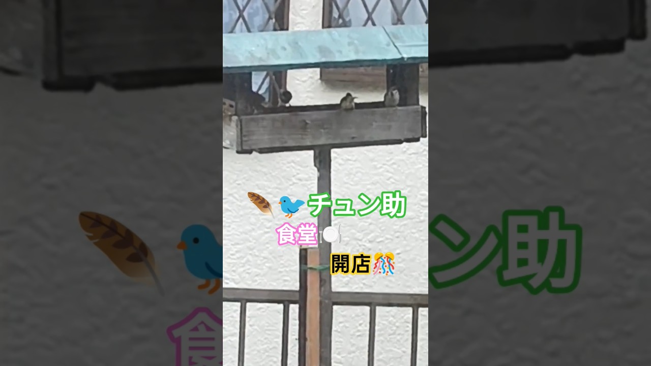 🐦️🪶チュン助食堂🍽️開店🎊