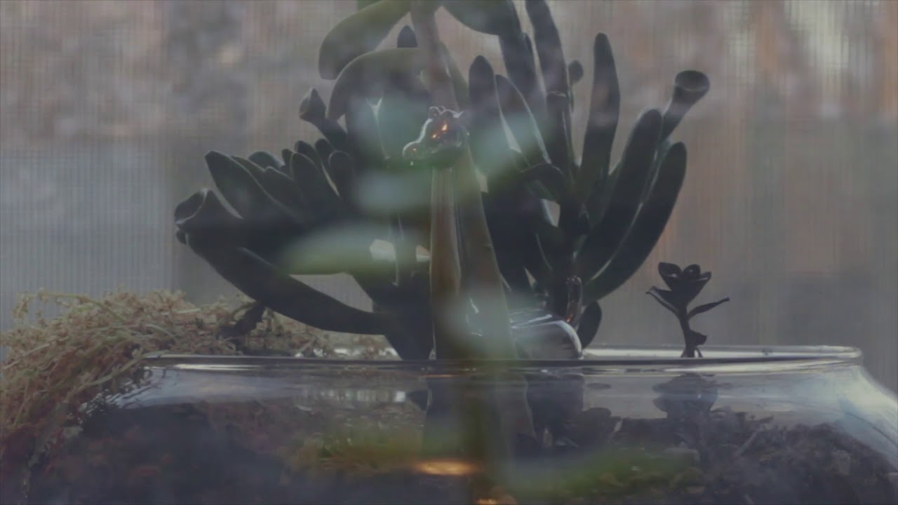 PLANT DAY | A poetic documentary