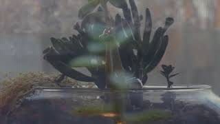 PLANT DAY | A poetic documentary