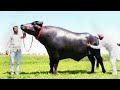 15 Most Unique Bulls in the World