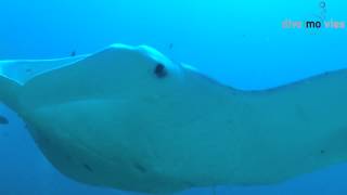 Palau 'Mantas im German Channel' by Dive Movies 1,062 views 9 years ago 4 minutes, 41 seconds