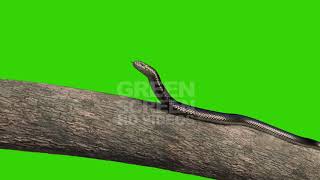 Cobra Snake Greenblue Screen Animation