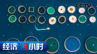 一年走过九年的历程，新科技助力水产繁育 「经济半小时」20220819 | CCTV财经