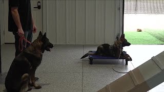 Guardian Shepherd Service Dogs provides a loyal companion for disabled veterans