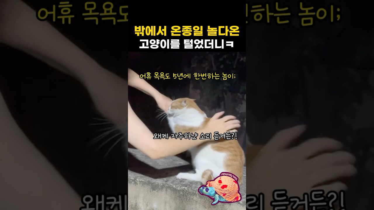 밖에서 온종일 놀다온 고양이를 털었더니ㅋ