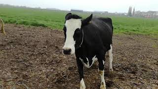 Cows see grass for the first time in 6 months and dance
