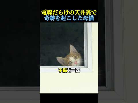 電線だらけの天井裏で奇跡を起こした母猫🐈 #猫 #動物 #感動する話 #cat #animals