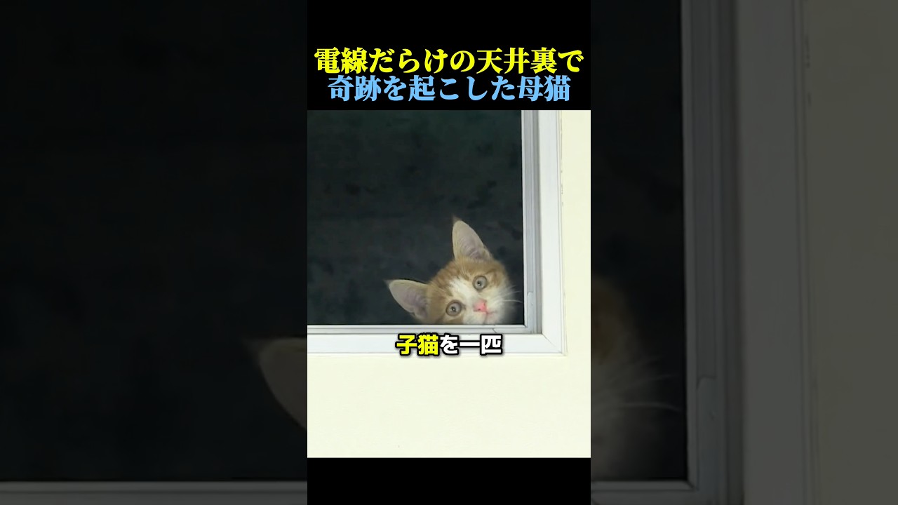 電線だらけの天井裏で奇跡を起こした母猫🐈 #猫 #動物 #感動する話 #cat #animals