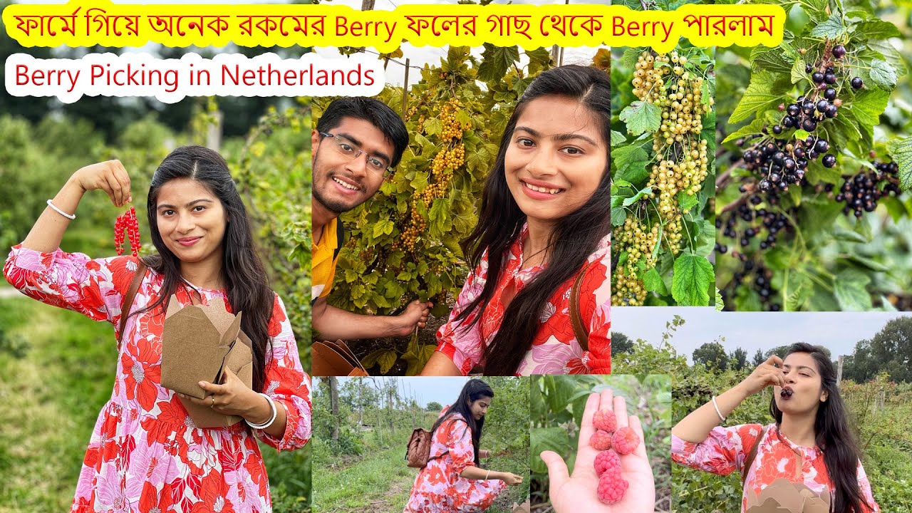 নেদারল্যান্ডে চাষ করা হয় অনেক রকমের Berry Fruits .আজকে ফার্মে গিয়ে অনেক রকমের Berry ফল গাছ পারলাম।