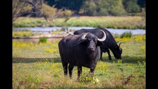 'The Return of Water Buffalo: Rewilding Europe's Ecosystems'